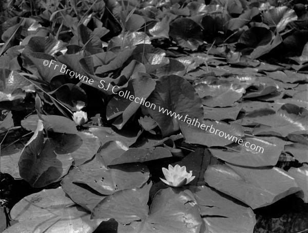 WATER LILLIES AT EMO COURT